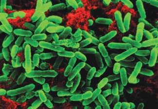 Micros