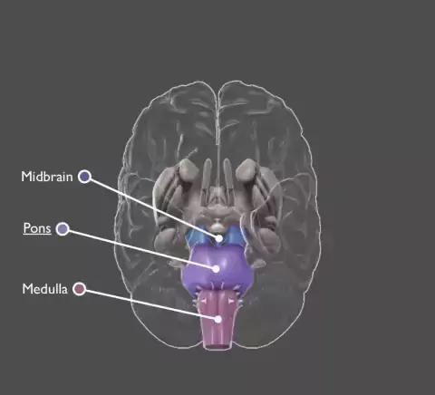 Brain Stem