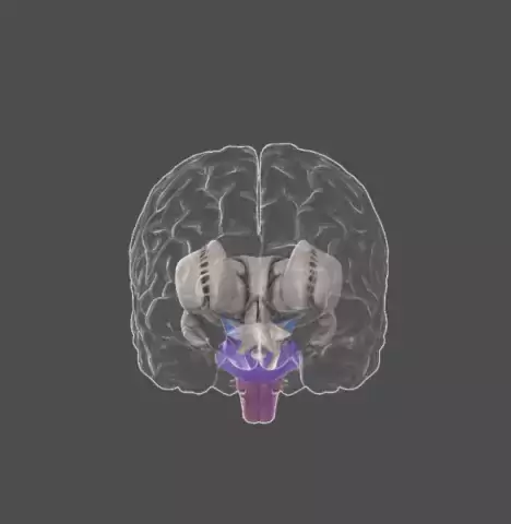 Brain Stem